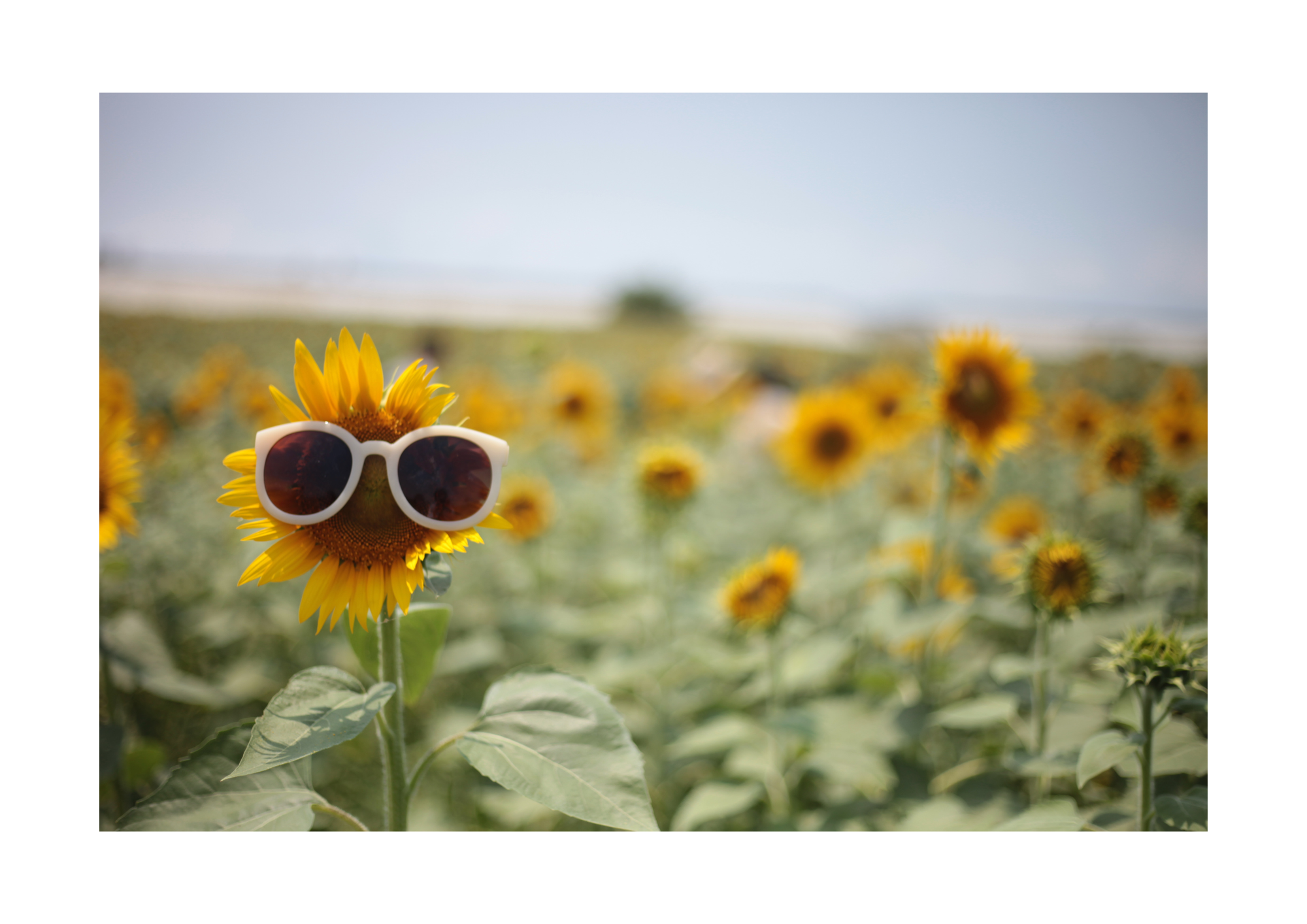 Sommer, Sonne, Ferienstimmung