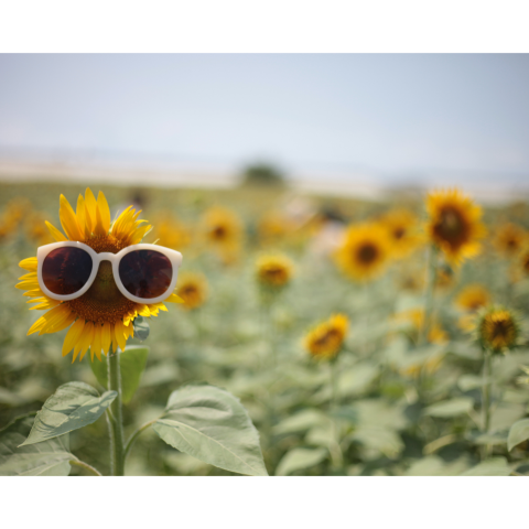 Sommer, Sonne, Ferienstimmung